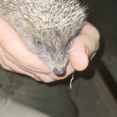 Руслан Гуцало, 03.07.1987, Измаил