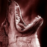 Сергей , 14.02, Королёв