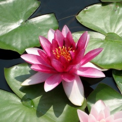 Artyom Universal, 01.04