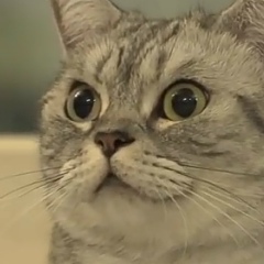 Darya Shapovalova, Москва