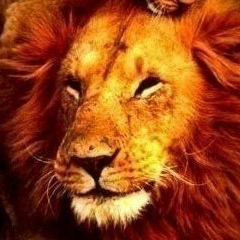 Николай Лобанов, Санкт-Петербург