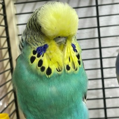 Галым Акан, 01.08, Алматы