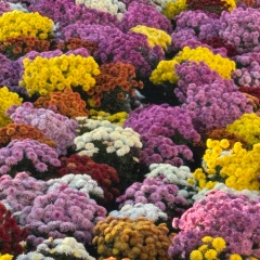 Вероника Вяткина, 22.01, Москва