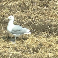 Никита Кривко, Белая Глина