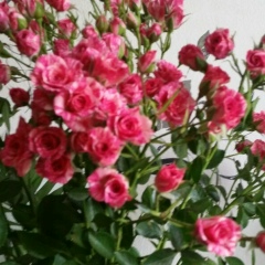 Раушан Изимбергенова, 12.03