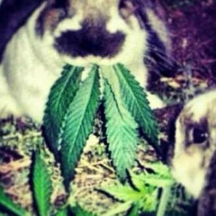 Tofiq Qasimli, 25.11.1995, Баку