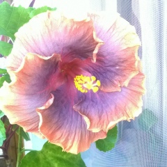 Марина Анат, 11.10.1966