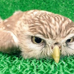 Данил Косачев, 12.12, Москва