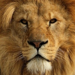 Руслан Исаев, 28.10, Новосибирск