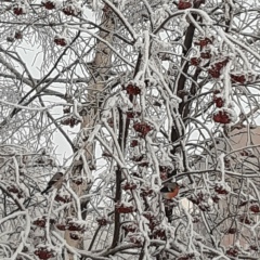 Татьяна Алымова, 11.04, Новокузнецк