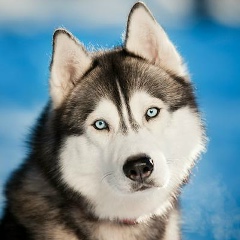 Ваня Арабаджи, 21.08, Москва