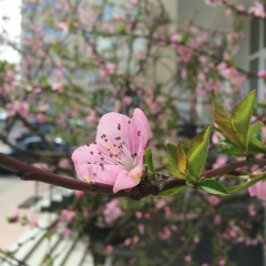 Esmira Shirinova, 05.11, Баку