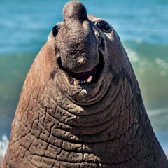 Олег Ширей, 20.05.1987, Ляховичи