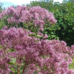 Нина Астра, Санкт-Петербург