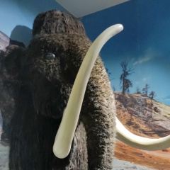 Васько Гама, Санкт-Петербург