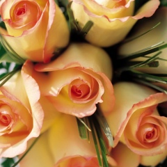 Gulzat Ismailova, Ош