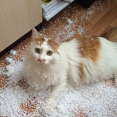 Dinara Gozacik, 21.08, Астана