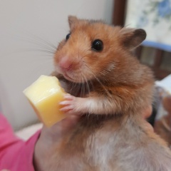 Инна Шикова