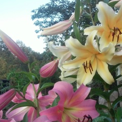 Наталья Магалинская, 19.11.1980, Гродно