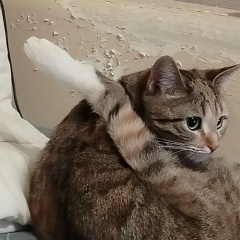 Виталий Микулин, Москва