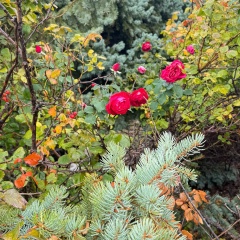 Татьяна Именавичус, Москва