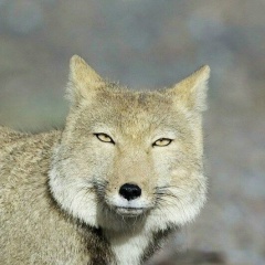 Юлия Агапова, 08.12, Москва