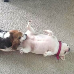 Shuwaizeer Ficker, 26.11, São Paulo