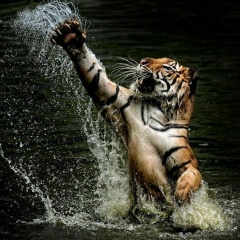 Ar Zxc, 30.05, Torino