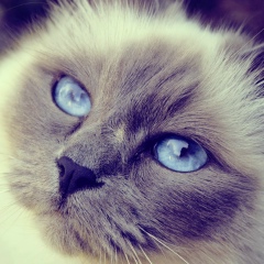 Олечка Lanvin, 06.12.1987, Омск