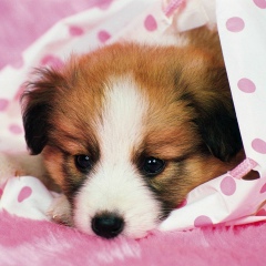 Хамира Нора, 01.01.1999, Алматы