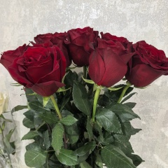 Di M, Астрахань