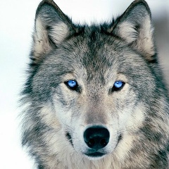 Dinmuxamed Kenesov, 08.06, Астана