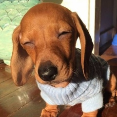 Сергей Царенко, Белая Церковь