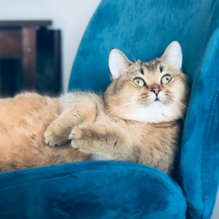 Камиль Шигапов