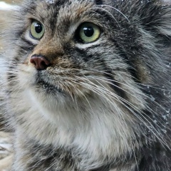 Ирина Екова, 01.04, Новосибирск