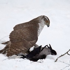 Ахьмад Ши, 15.07, Грозный