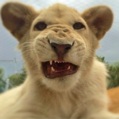 Ксения Алиева, 17.06, Ростов-на-Дону