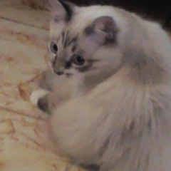 Bryãnt Silvås, 24.08.1989, Los Angeles