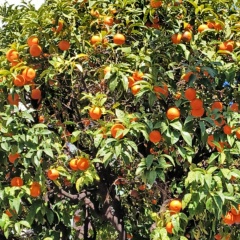 Галина Сомова, 19.02, Санкт-Петербург