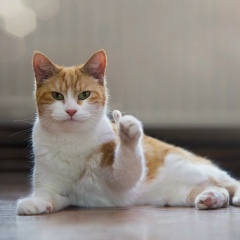 Ирина Лобанова