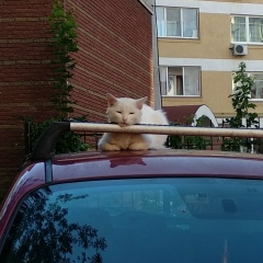 Алла Медведева, 01.12