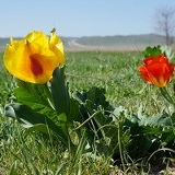 Василий Предеин, 27.09, Тараз