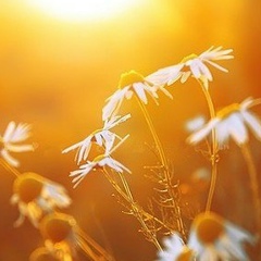 Бану Жунусова, Шымкент