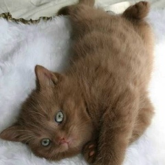 Регина Султанова, 09.07.1979, Москва