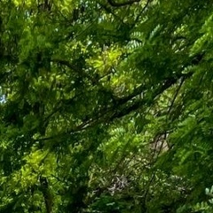 Станислав Воронин, 24.09.1970