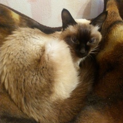 Никита Артамонов, 14.06.1984, Санкт-Петербург