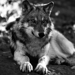 Виктор Flash, 04.12, Бишкек