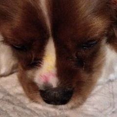 Анюта Ярославцева-Лысак, 20.08.1989, Санкт-Петербург