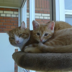 Геннадий Моисеев, 17.04, Санкт-Петербург