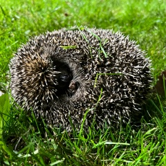 Елизавета Ватажук, Москва